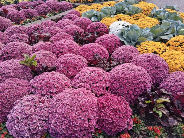 Graine de tomate : explorez des variétés uniques et durables